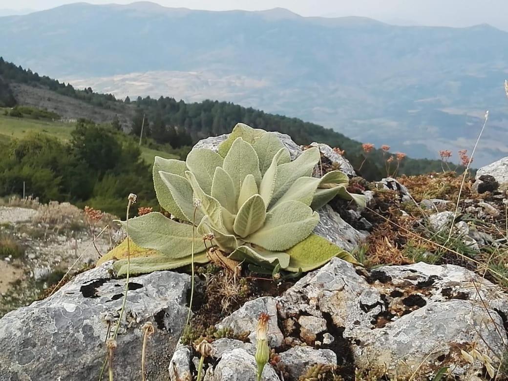Bujtina E Tomorrit Ξενοδοχείο Ujanik Εξωτερικό φωτογραφία